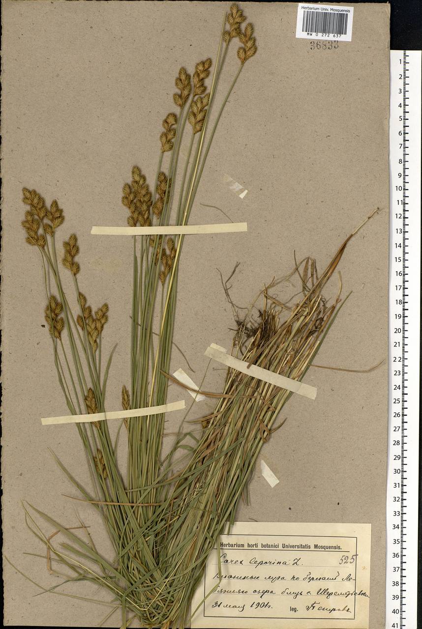 Carex leporina L., Eastern Europe, Lower Volga region (E9) (Russia)