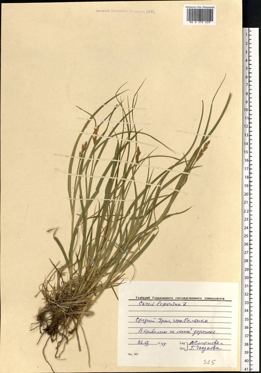 Carex leporina L., Eastern Europe, Eastern region (E10) (Russia)