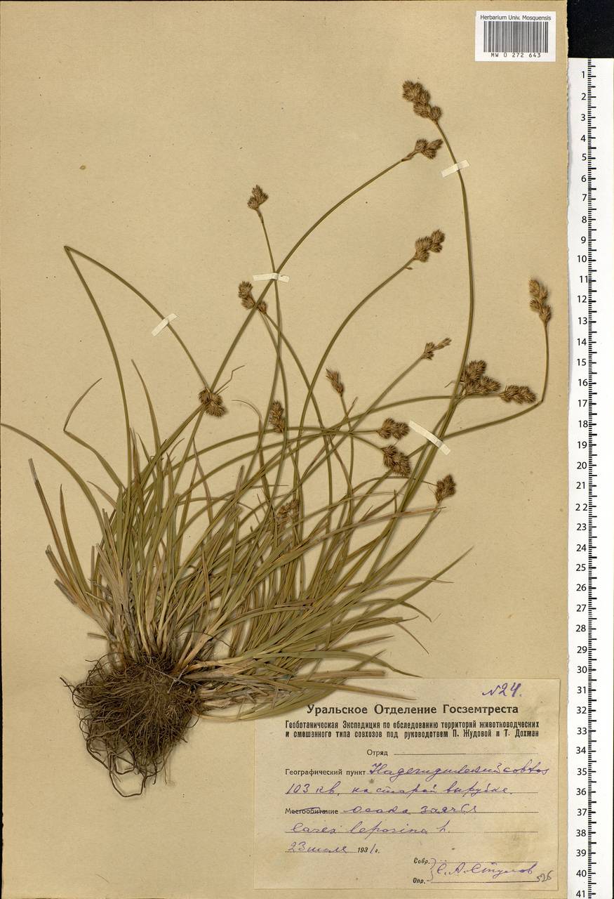 Carex leporina L., Eastern Europe, Eastern region (E10) (Russia)
