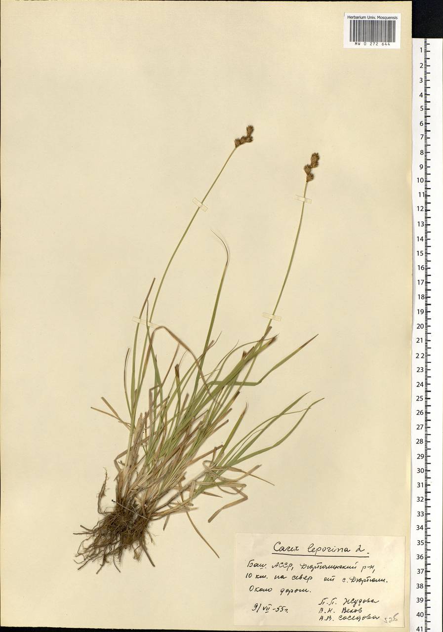 Carex leporina L., Eastern Europe, Eastern region (E10) (Russia)