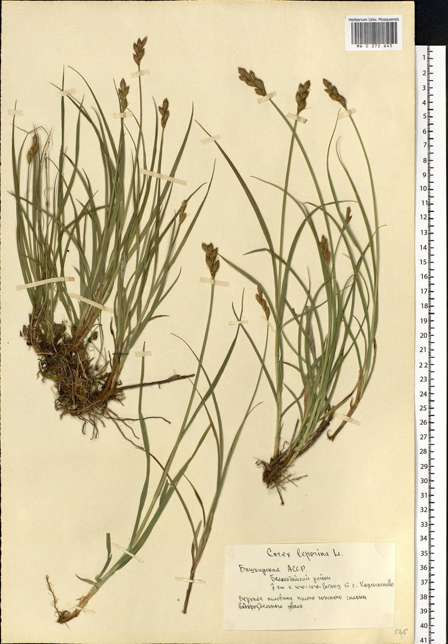 Carex leporina L., Eastern Europe, Eastern region (E10) (Russia)