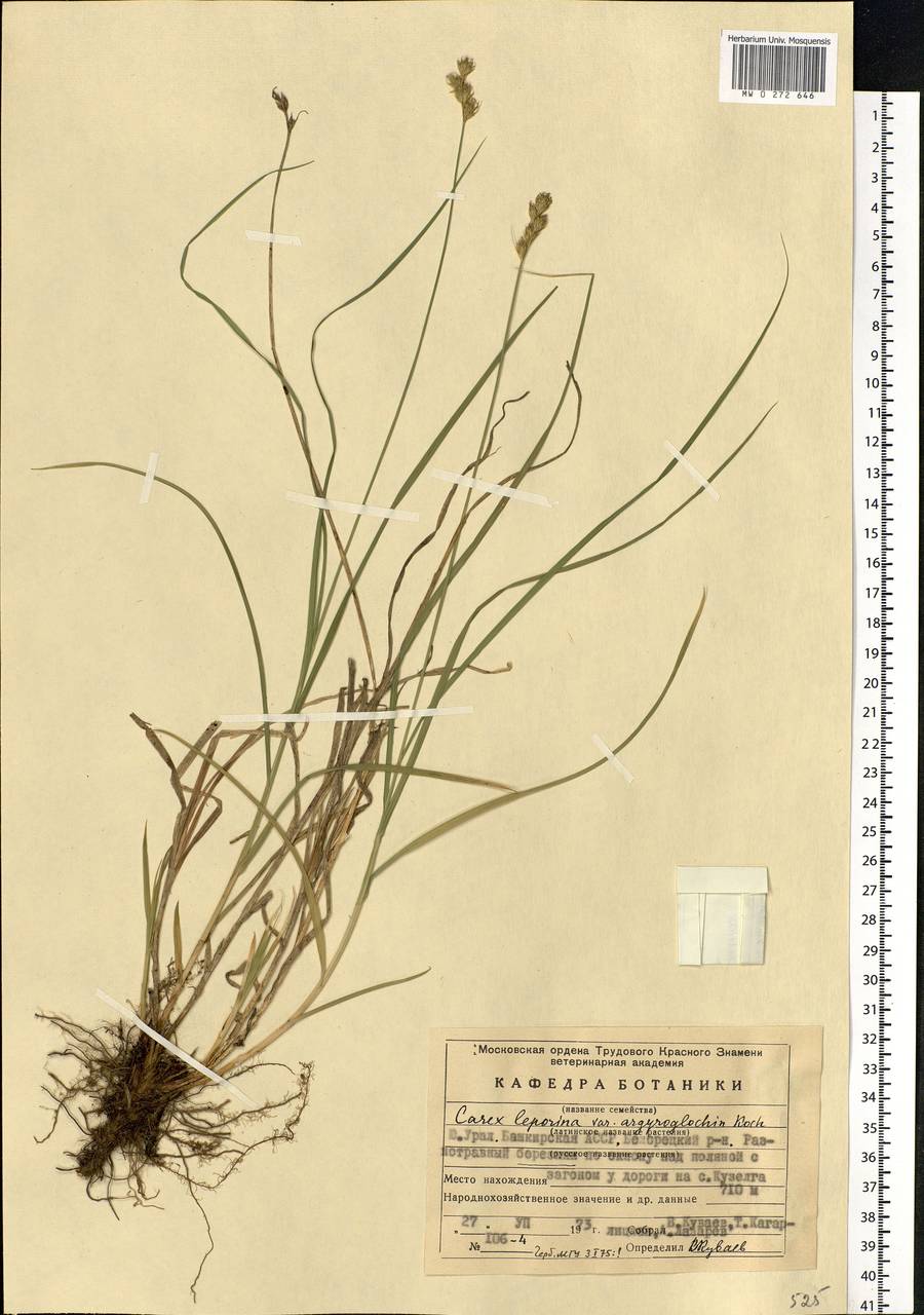 Carex leporina L., Eastern Europe, Eastern region (E10) (Russia)