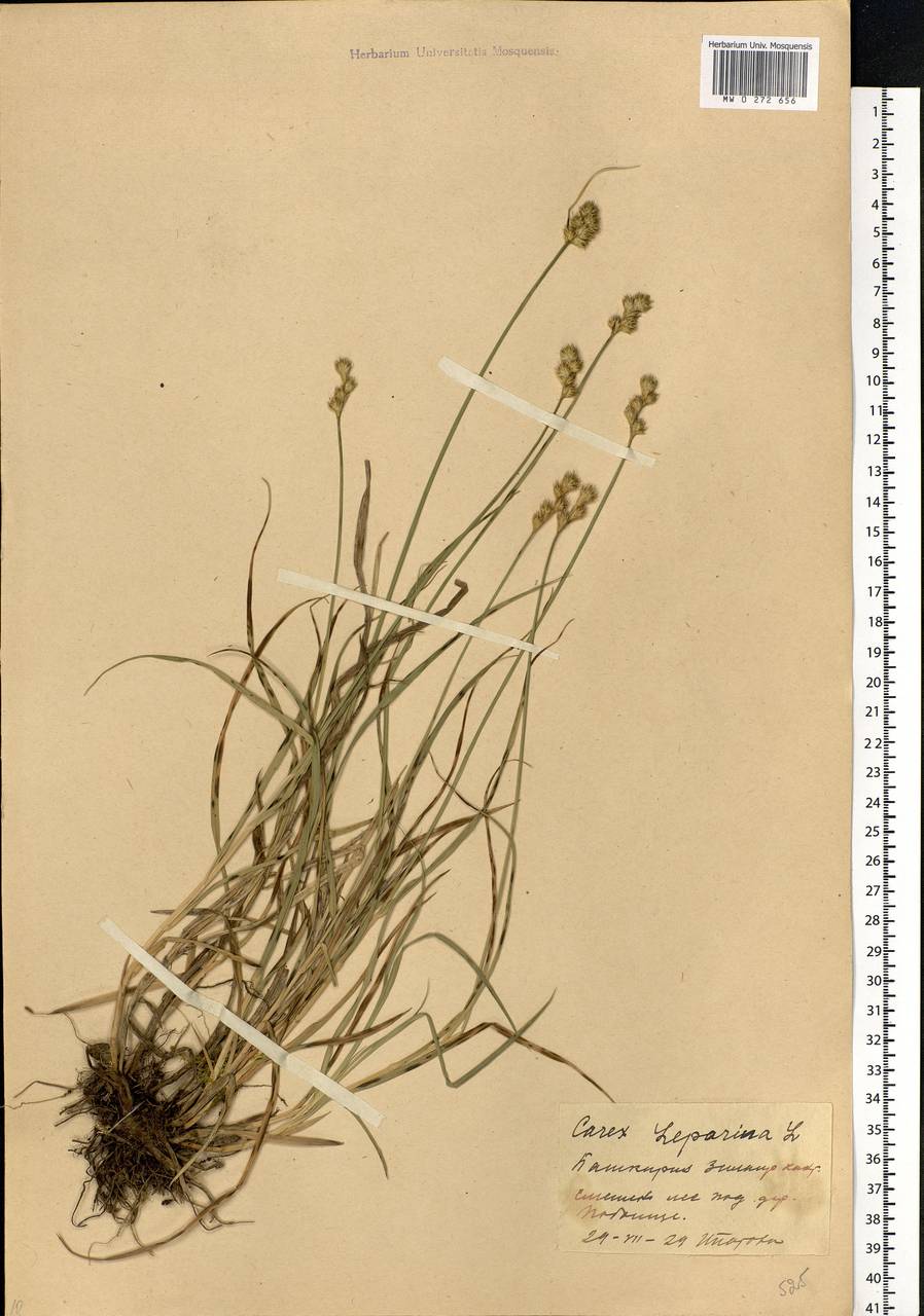 Carex leporina L., Eastern Europe, Eastern region (E10) (Russia)