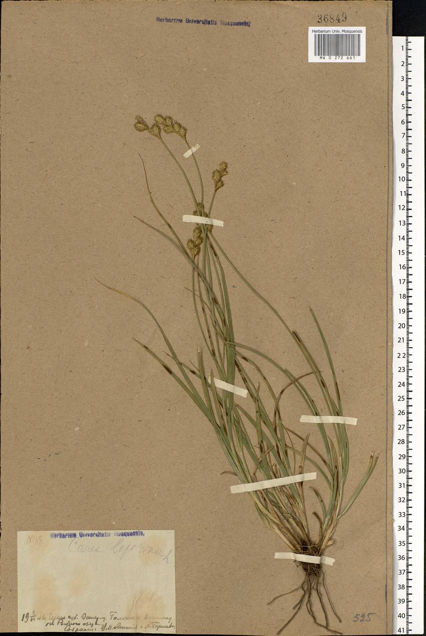 Carex leporina L., Eastern Europe, North Ukrainian region (E11) (Ukraine)