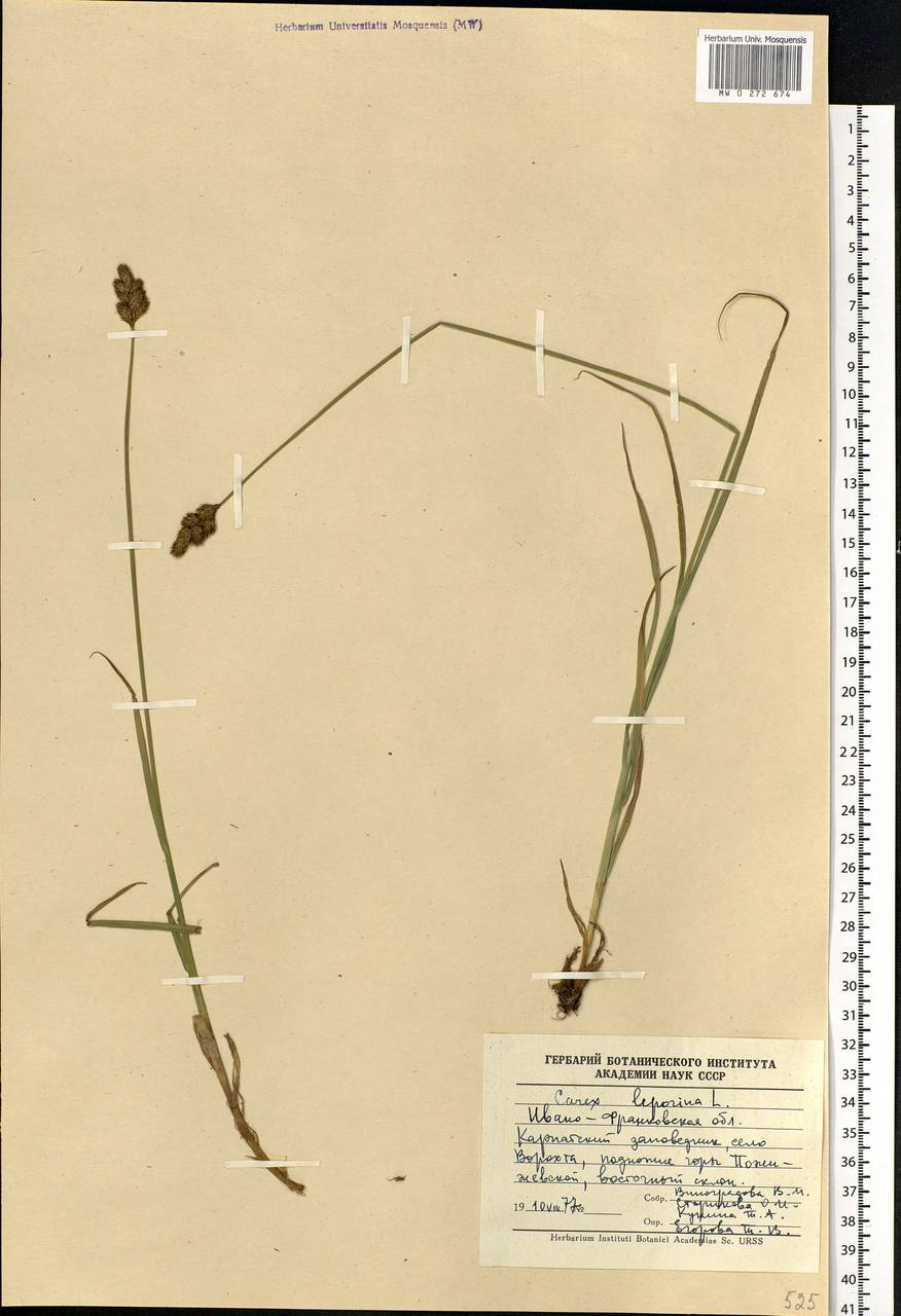 Carex leporina L., Eastern Europe, West Ukrainian region (E13) (Ukraine)