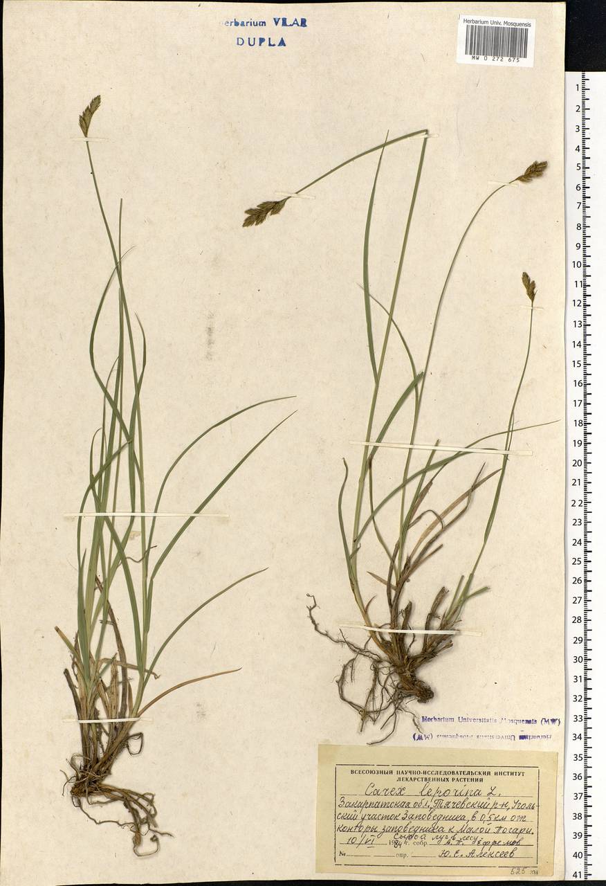 Carex leporina L., Eastern Europe, West Ukrainian region (E13) (Ukraine)