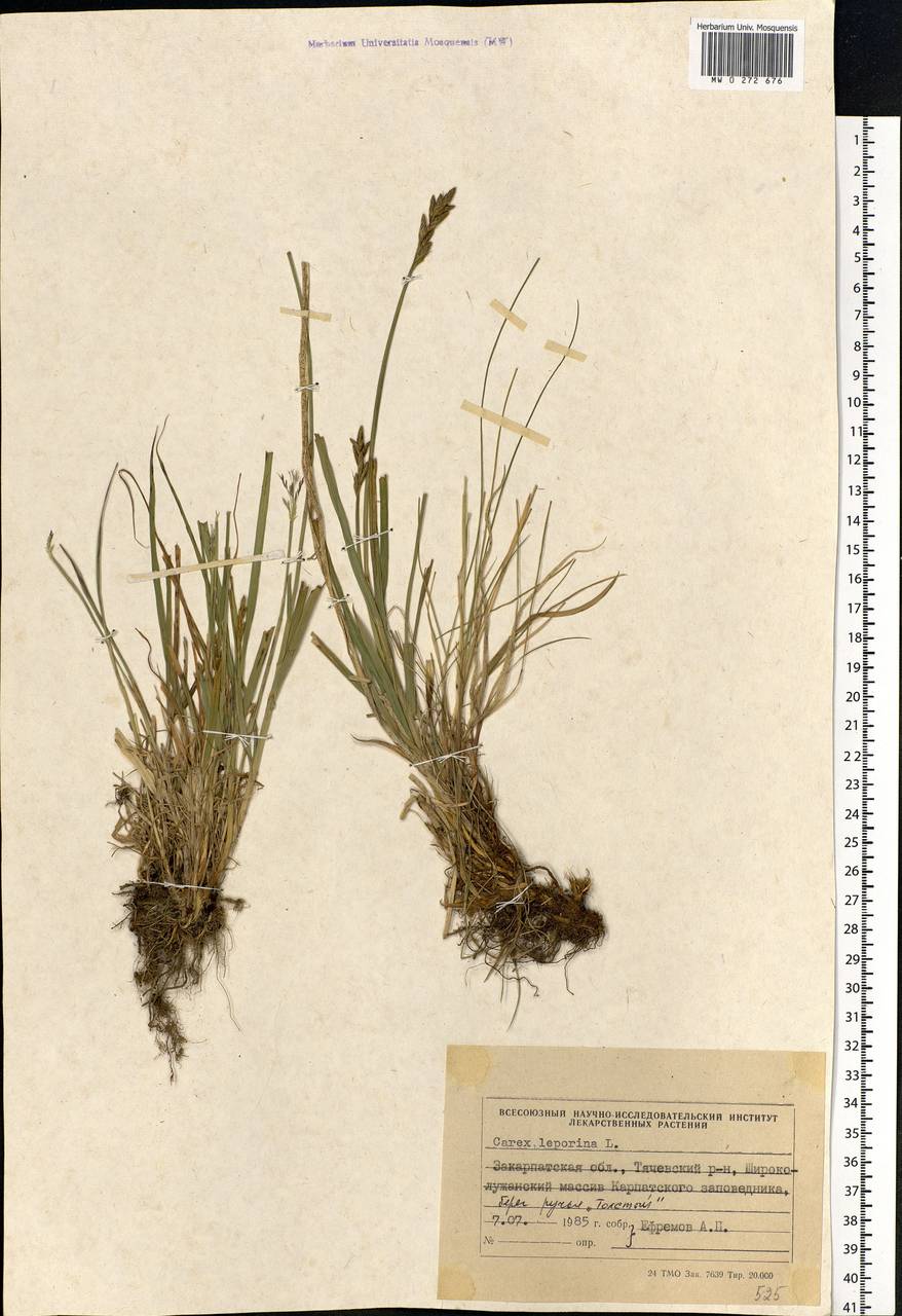 Carex leporina L., Eastern Europe, West Ukrainian region (E13) (Ukraine)