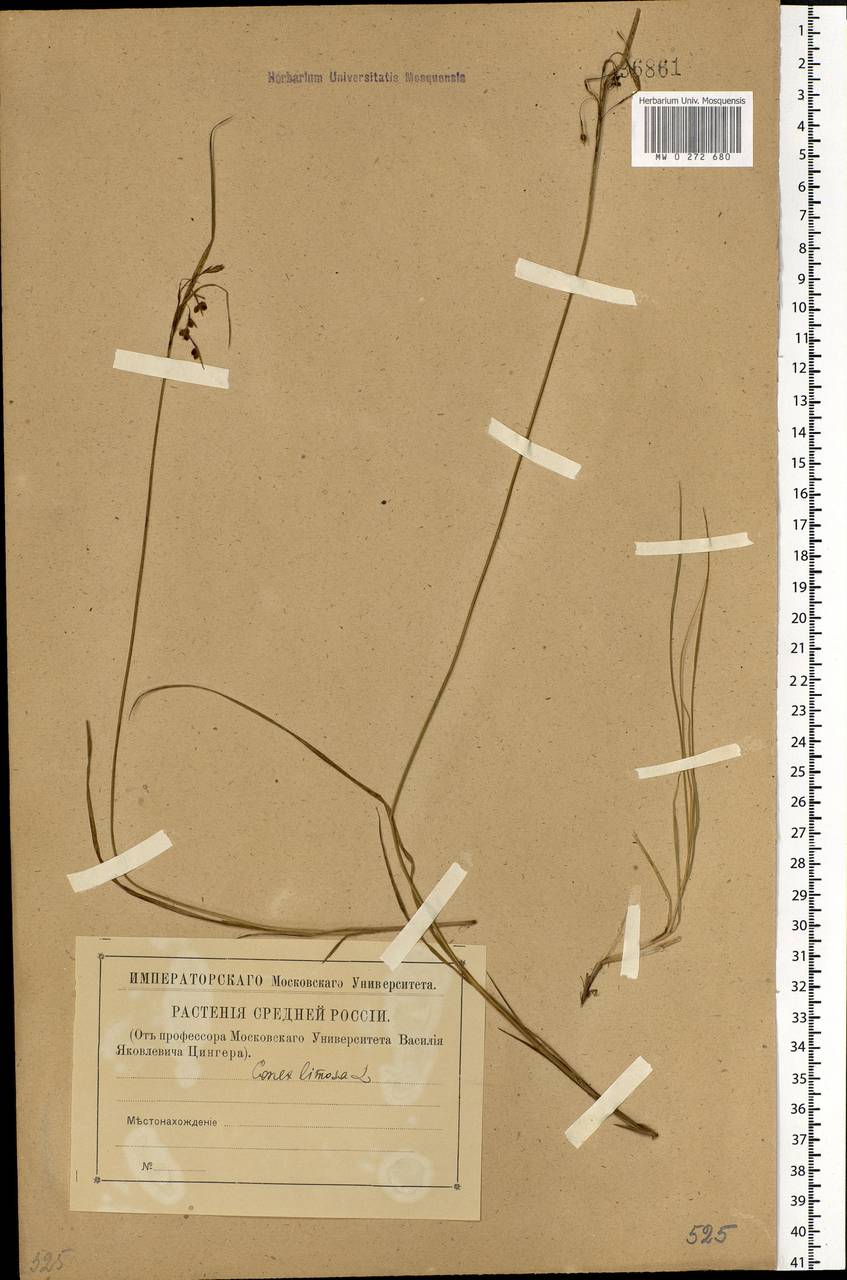 Carex limosa L., Eastern Europe (no precise locality) (E0) (Russia)