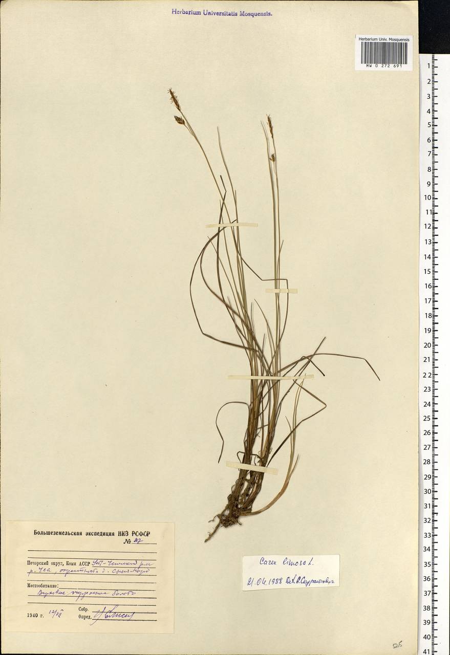 Carex limosa L., Eastern Europe, Northern region (E1) (Russia)