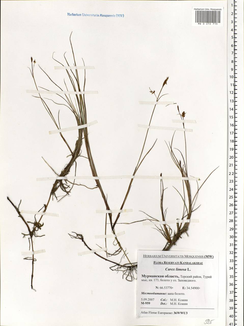 Carex limosa L., Eastern Europe, Northern region (E1) (Russia)