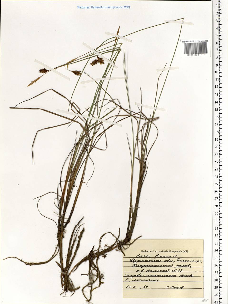Carex limosa L., Eastern Europe, Northern region (E1) (Russia)