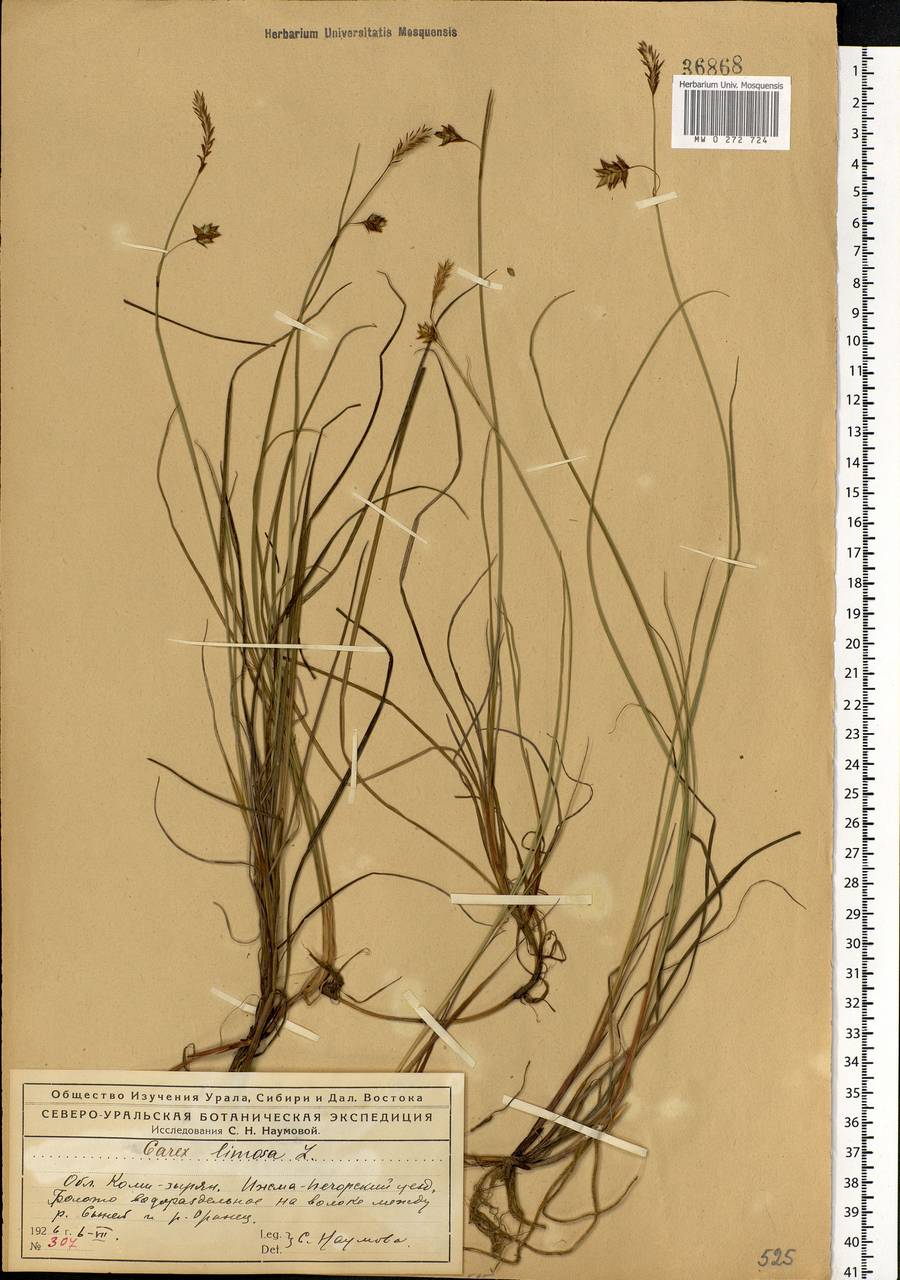 Carex limosa L., Eastern Europe, Northern region (E1) (Russia)