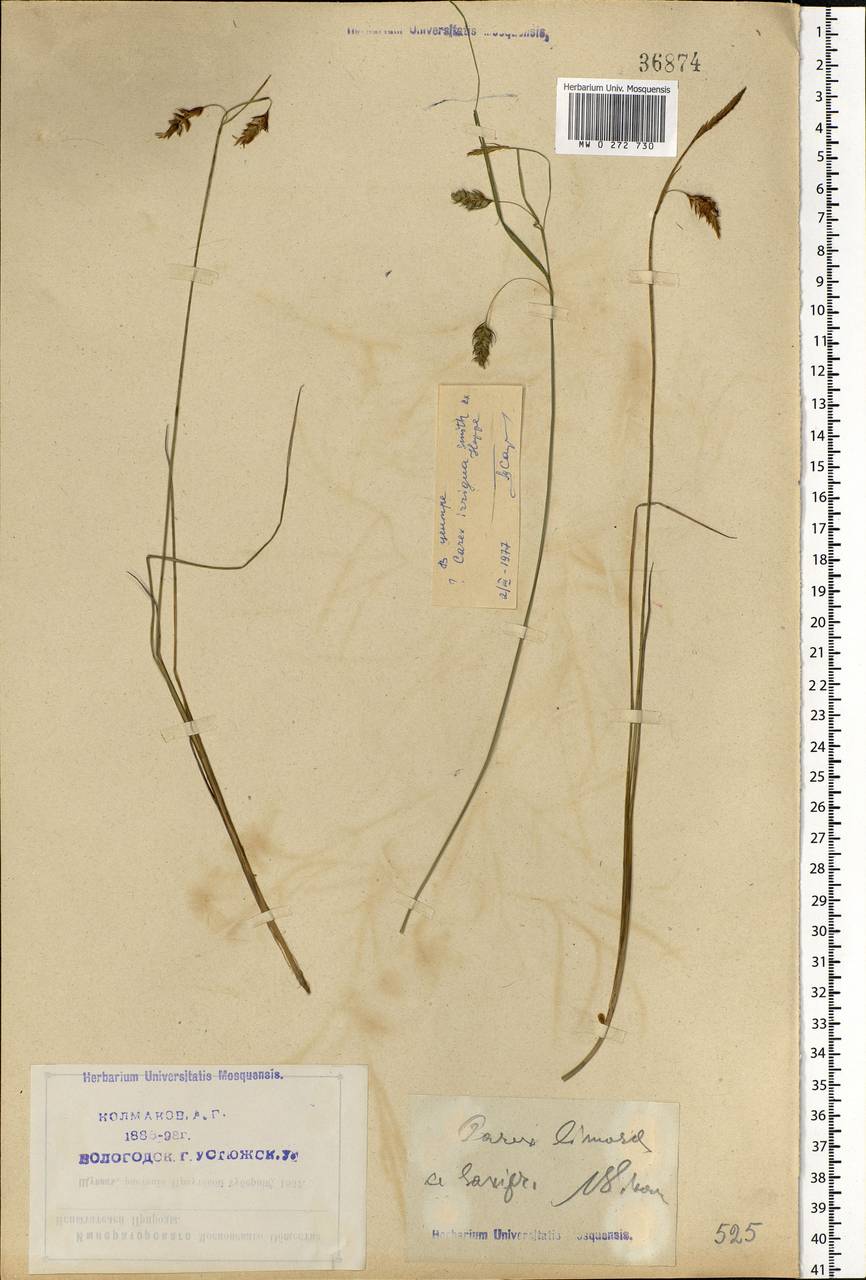 Carex limosa L., Eastern Europe, Northern region (E1) (Russia)