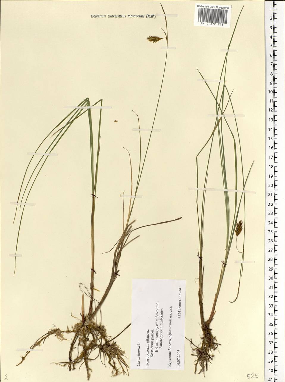 Carex limosa L., Eastern Europe, North-Western region (E2) (Russia)