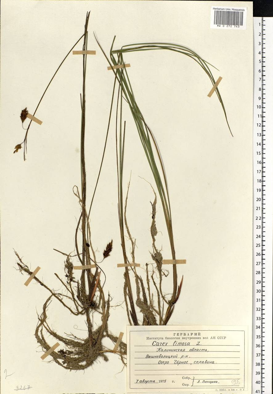 Carex limosa L., Eastern Europe, North-Western region (E2) (Russia)
