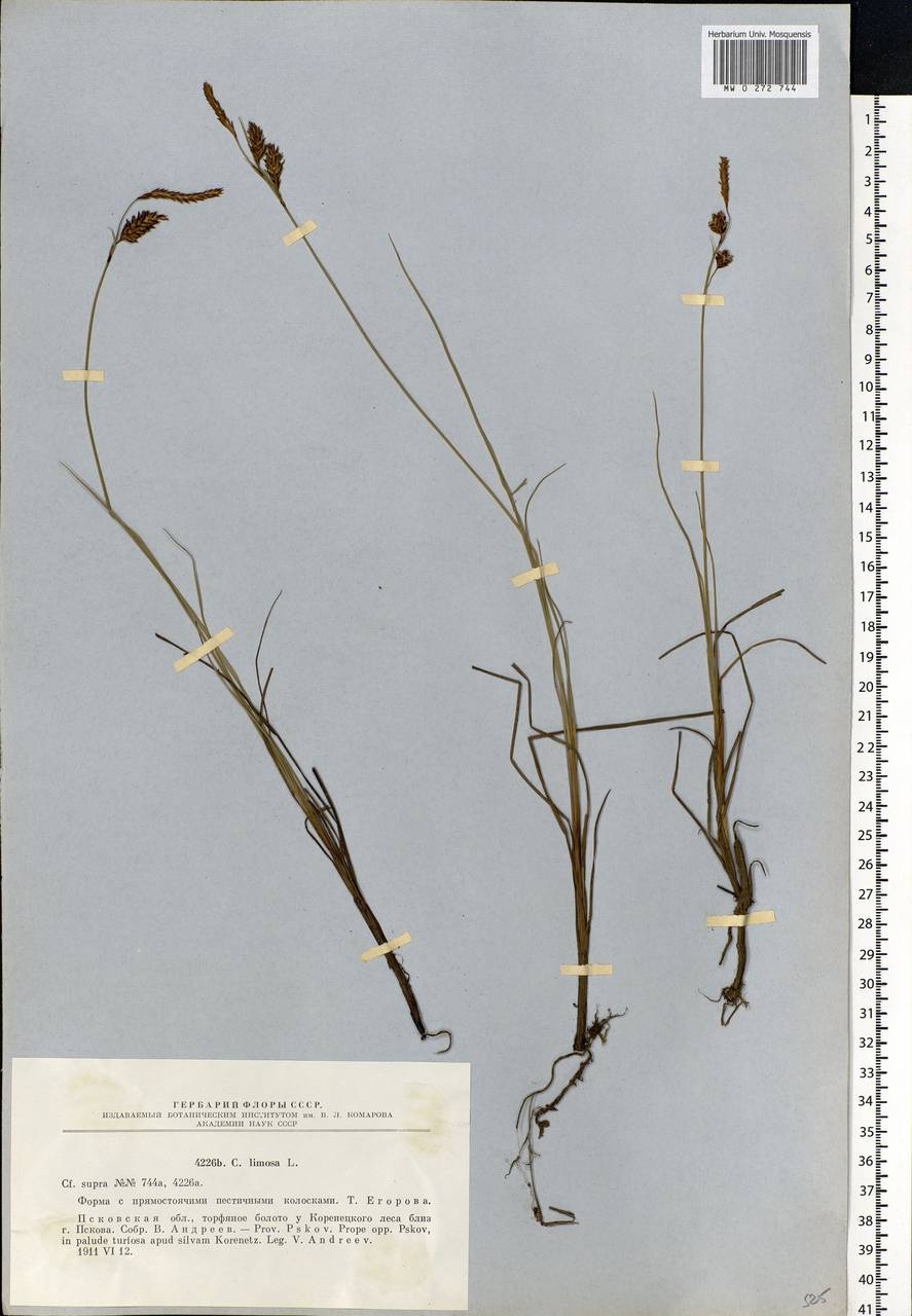 Carex limosa L., Eastern Europe, North-Western region (E2) (Russia)