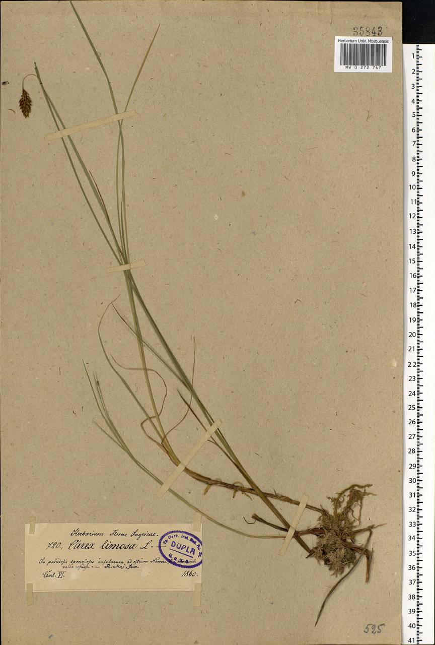 Carex limosa L., Eastern Europe, North-Western region (E2) (Russia)