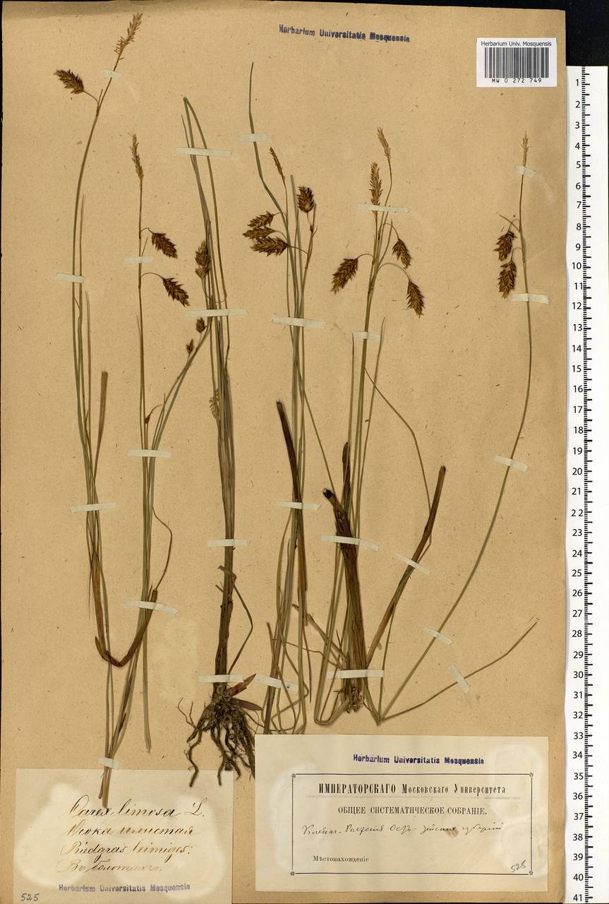 Carex limosa L., Eastern Europe, Latvia (E2b) (Latvia)