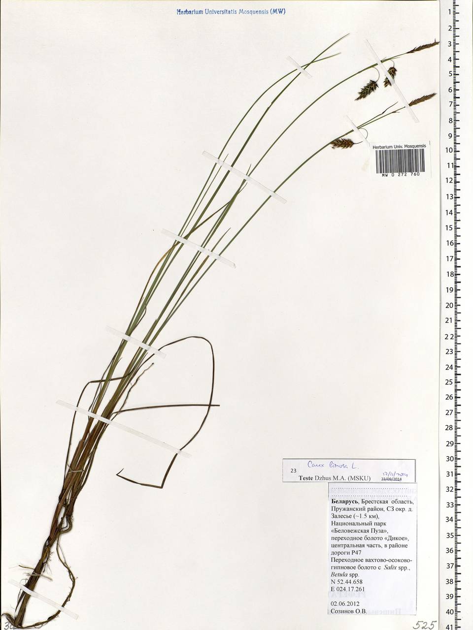 Carex limosa L., Eastern Europe, Belarus (E3a) (Belarus)