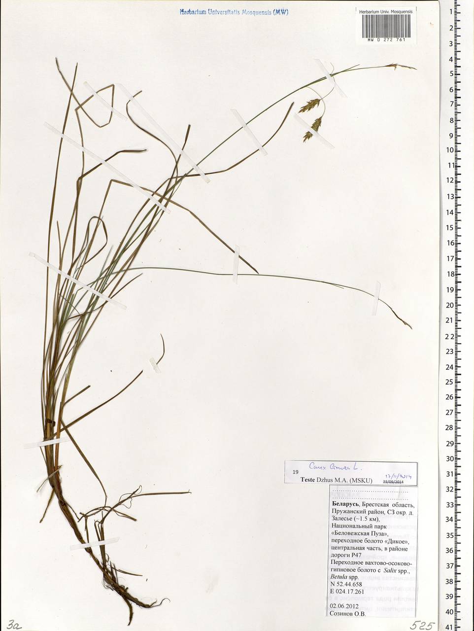 Carex limosa L., Eastern Europe, Belarus (E3a) (Belarus)