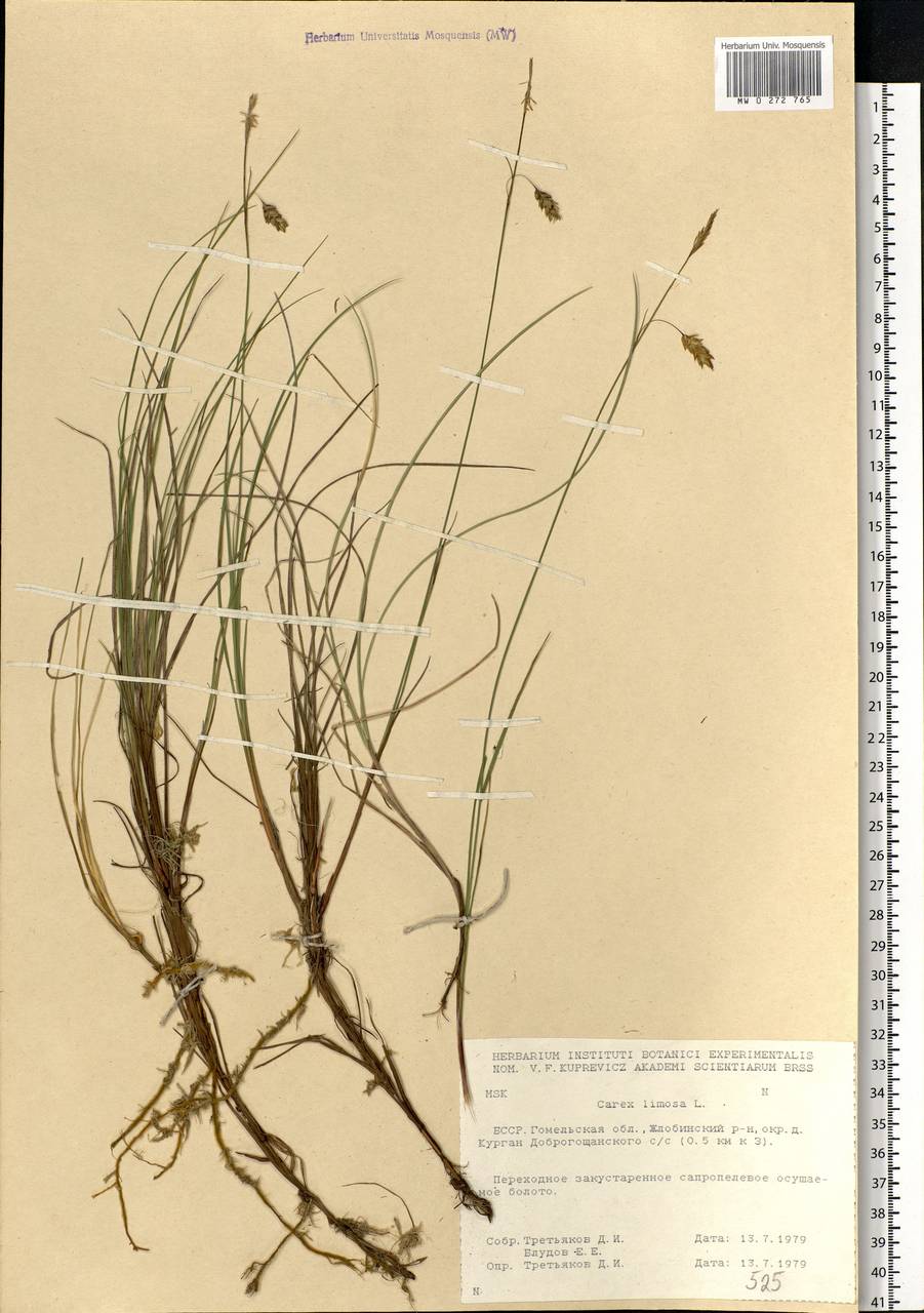 Carex limosa L., Eastern Europe, Belarus (E3a) (Belarus)