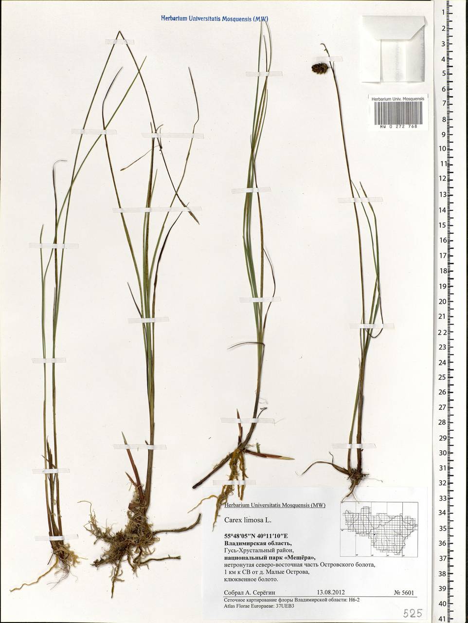 Carex limosa L., Eastern Europe, Central region (E4) (Russia)