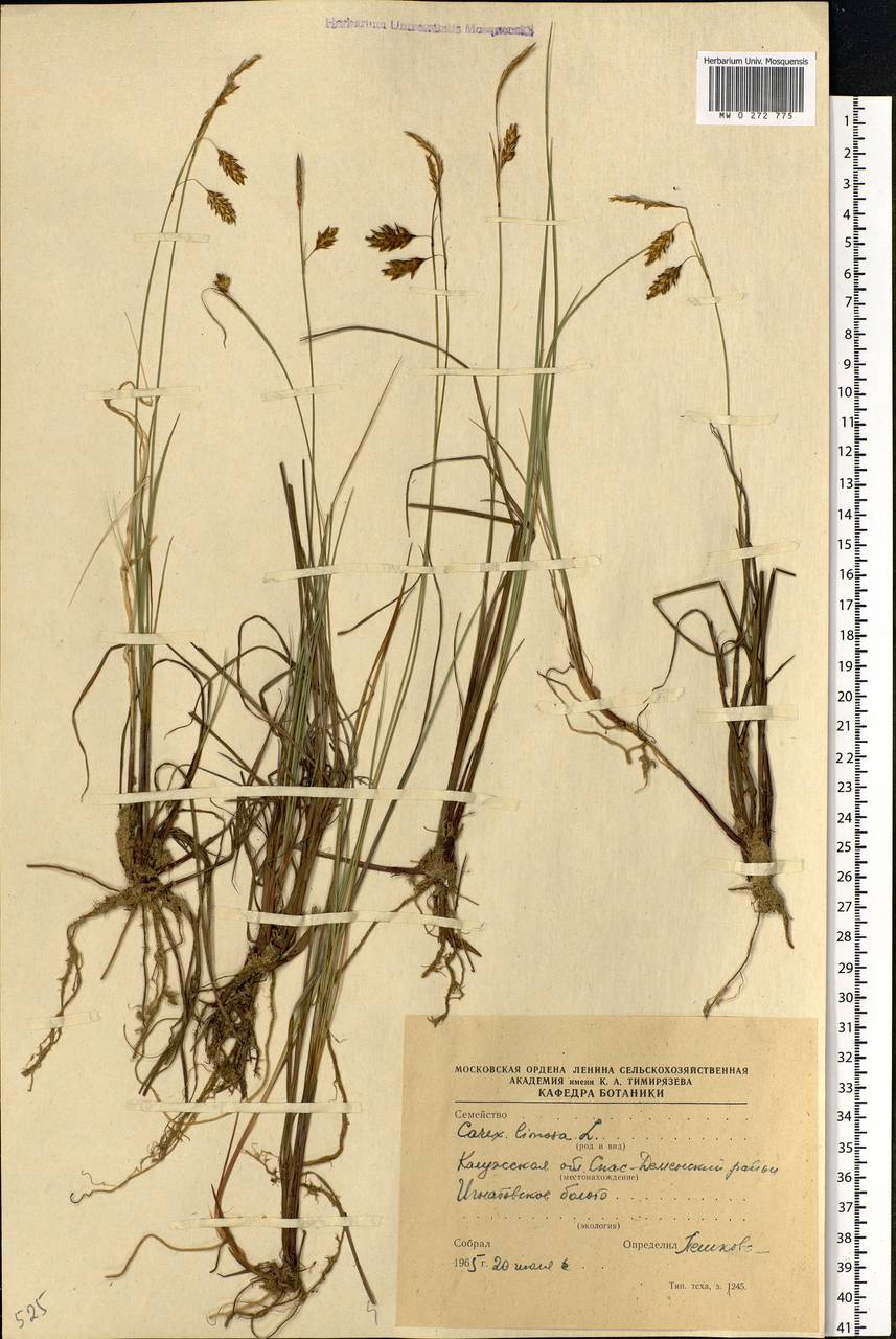 Carex limosa L., Eastern Europe, Central region (E4) (Russia)