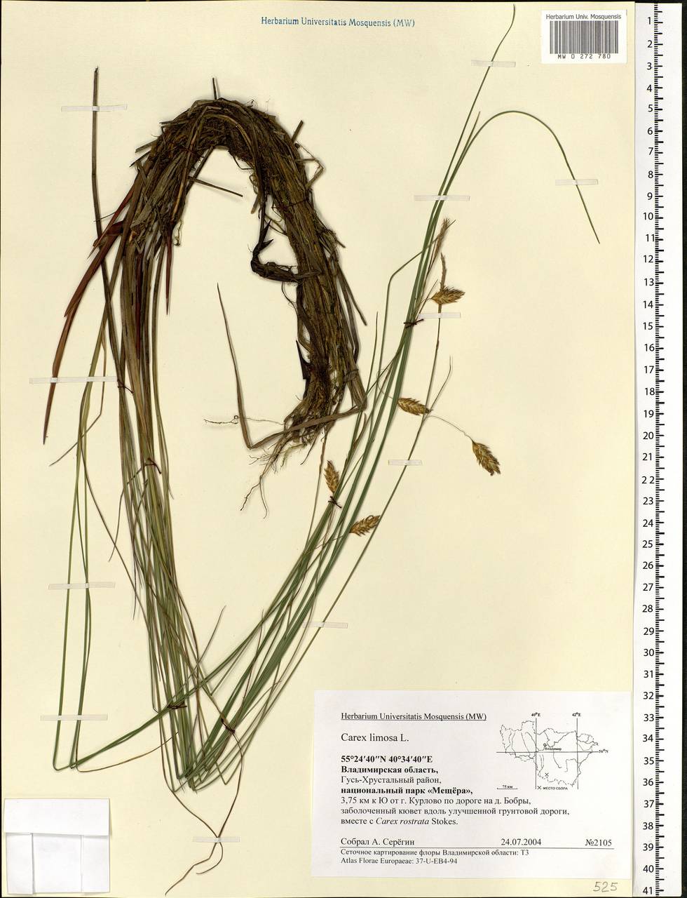 Carex limosa L., Eastern Europe, Central region (E4) (Russia)