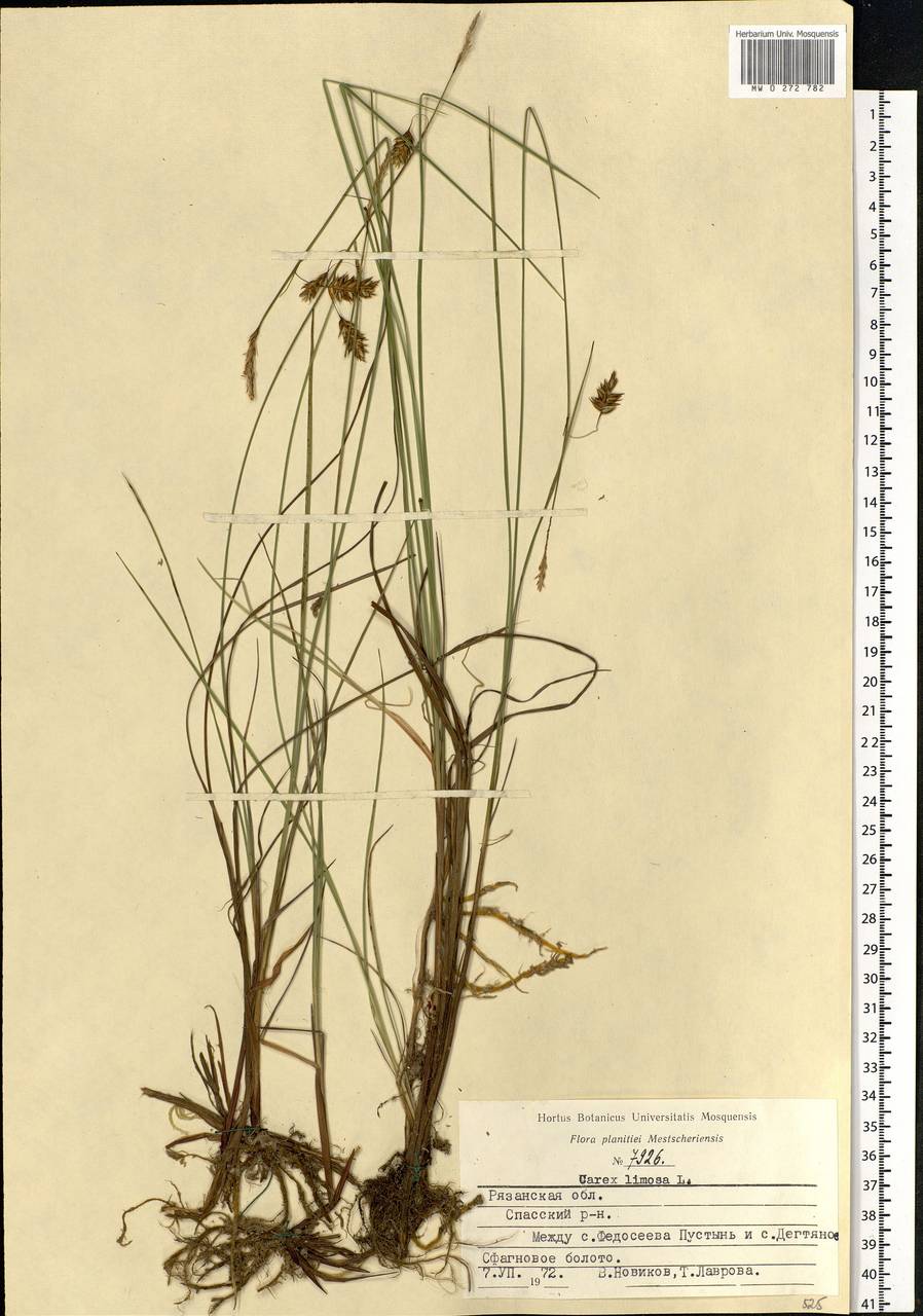 Carex limosa L., Eastern Europe, Central region (E4) (Russia)