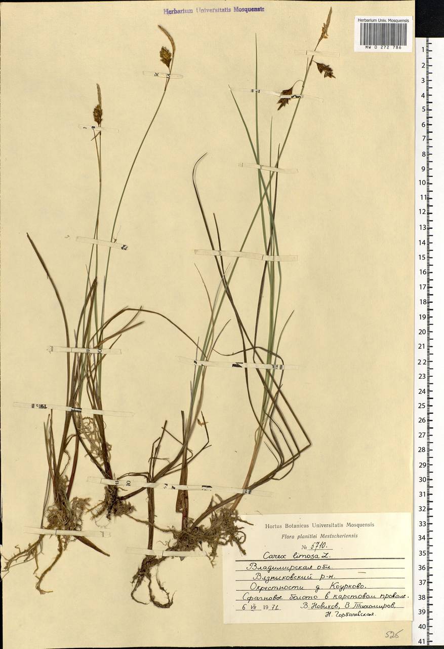 Carex limosa L., Eastern Europe, Central region (E4) (Russia)