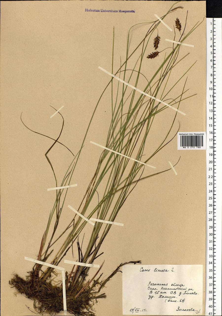 Carex limosa L., Eastern Europe, Central region (E4) (Russia)