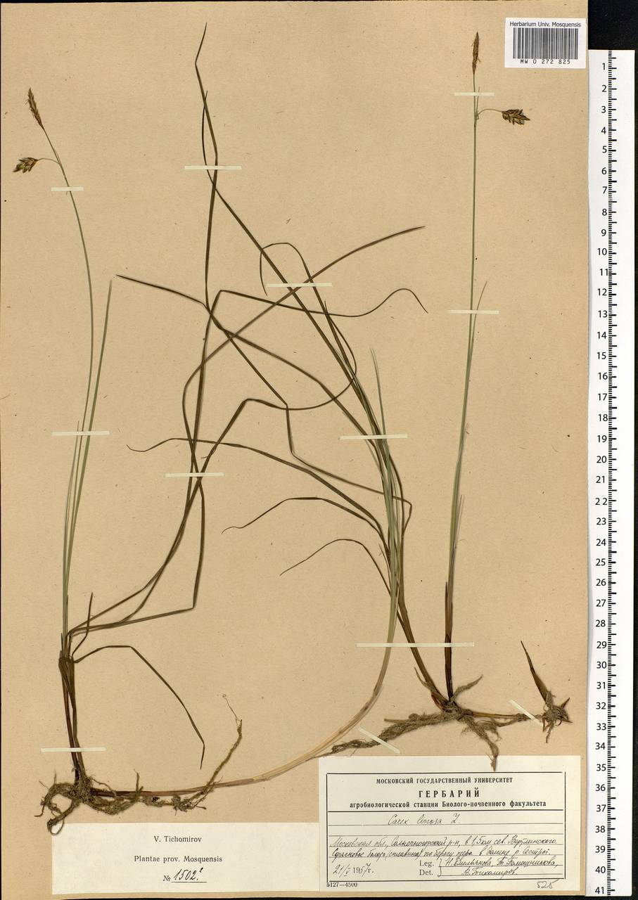 Carex limosa L., Eastern Europe, Moscow region (E4a) (Russia)