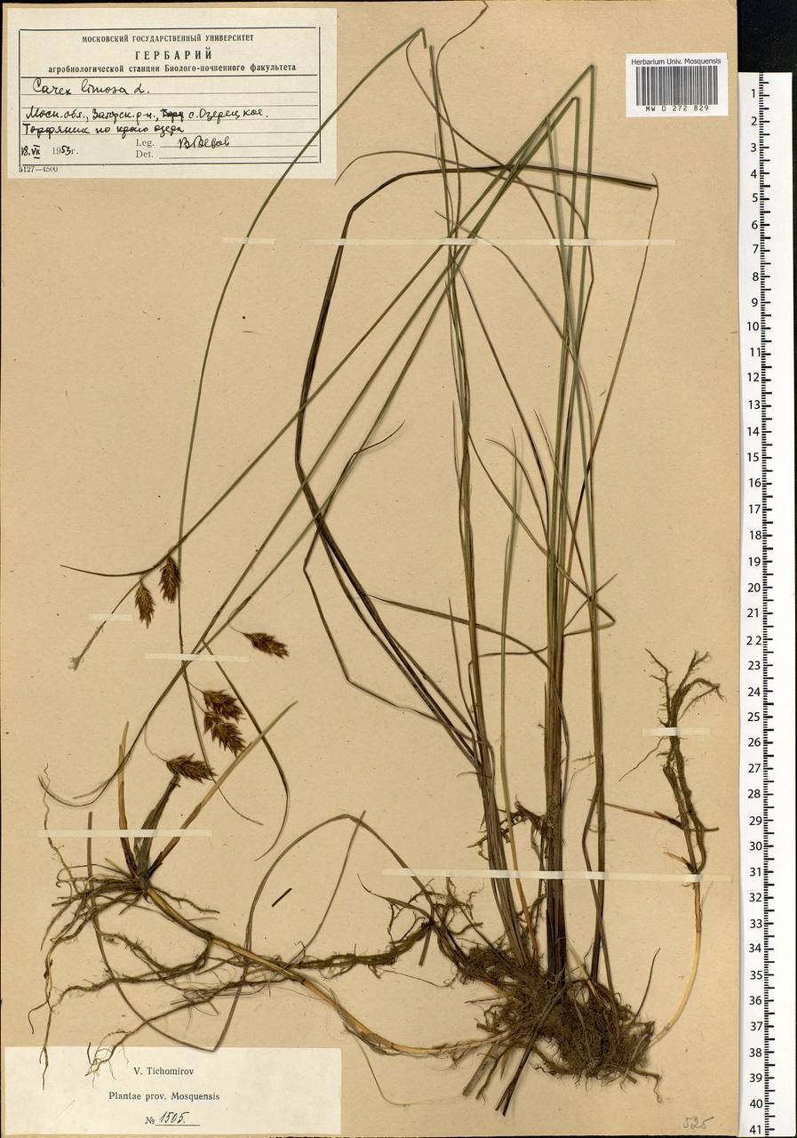 Carex limosa L., Eastern Europe, Moscow region (E4a) (Russia)