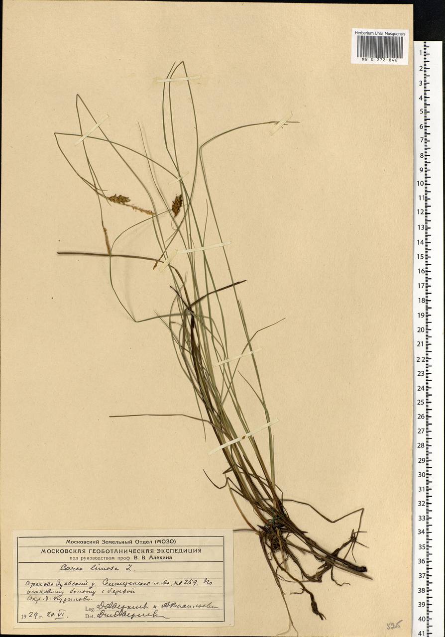 Carex limosa L., Eastern Europe, Moscow region (E4a) (Russia)
