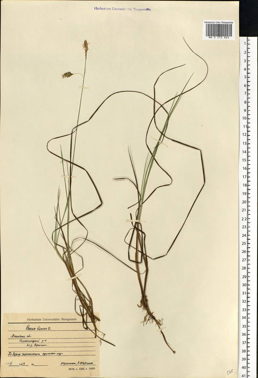 Carex limosa L., Eastern Europe, Moscow region (E4a) (Russia)