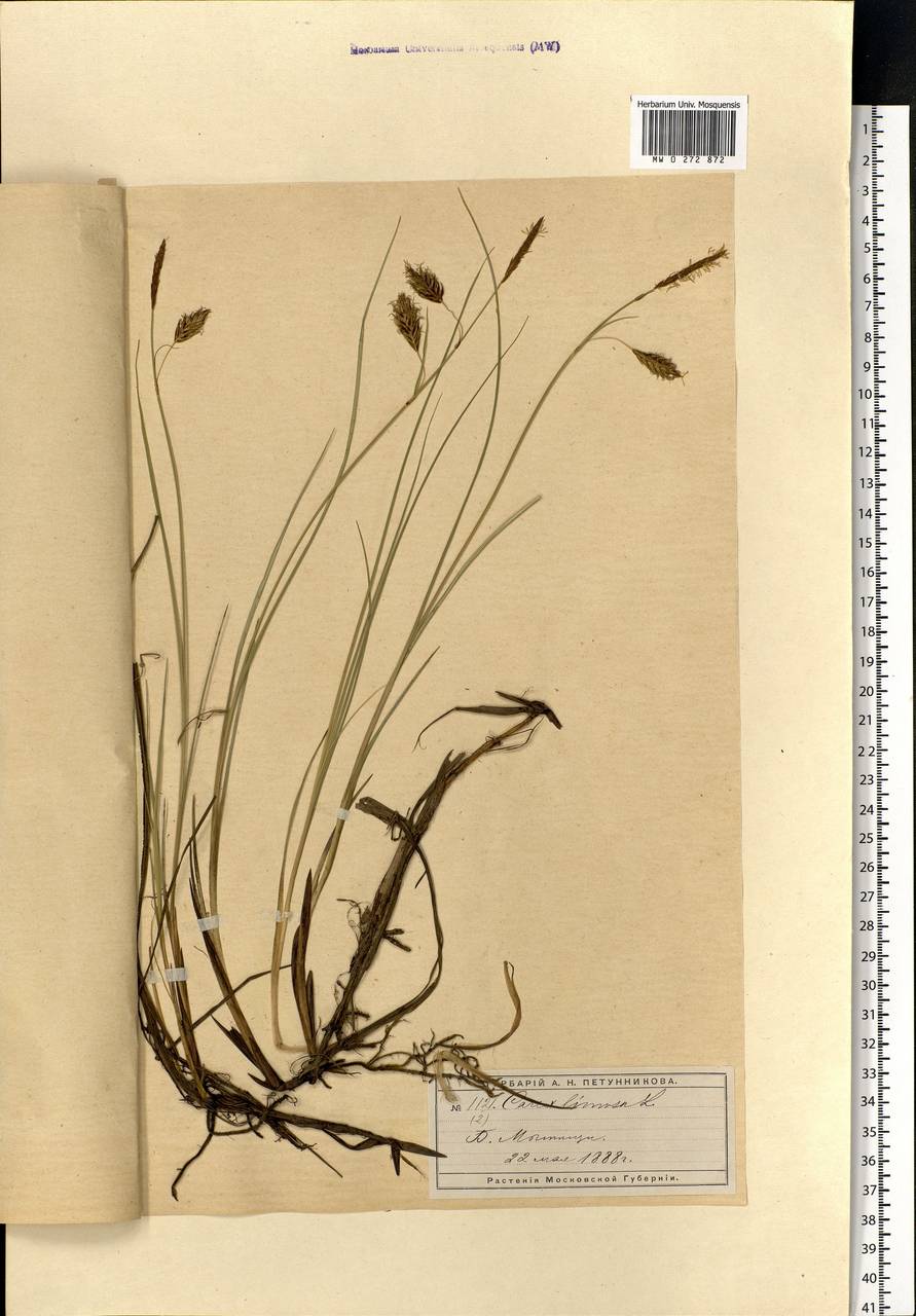 Carex limosa L., Eastern Europe, Moscow region (E4a) (Russia)