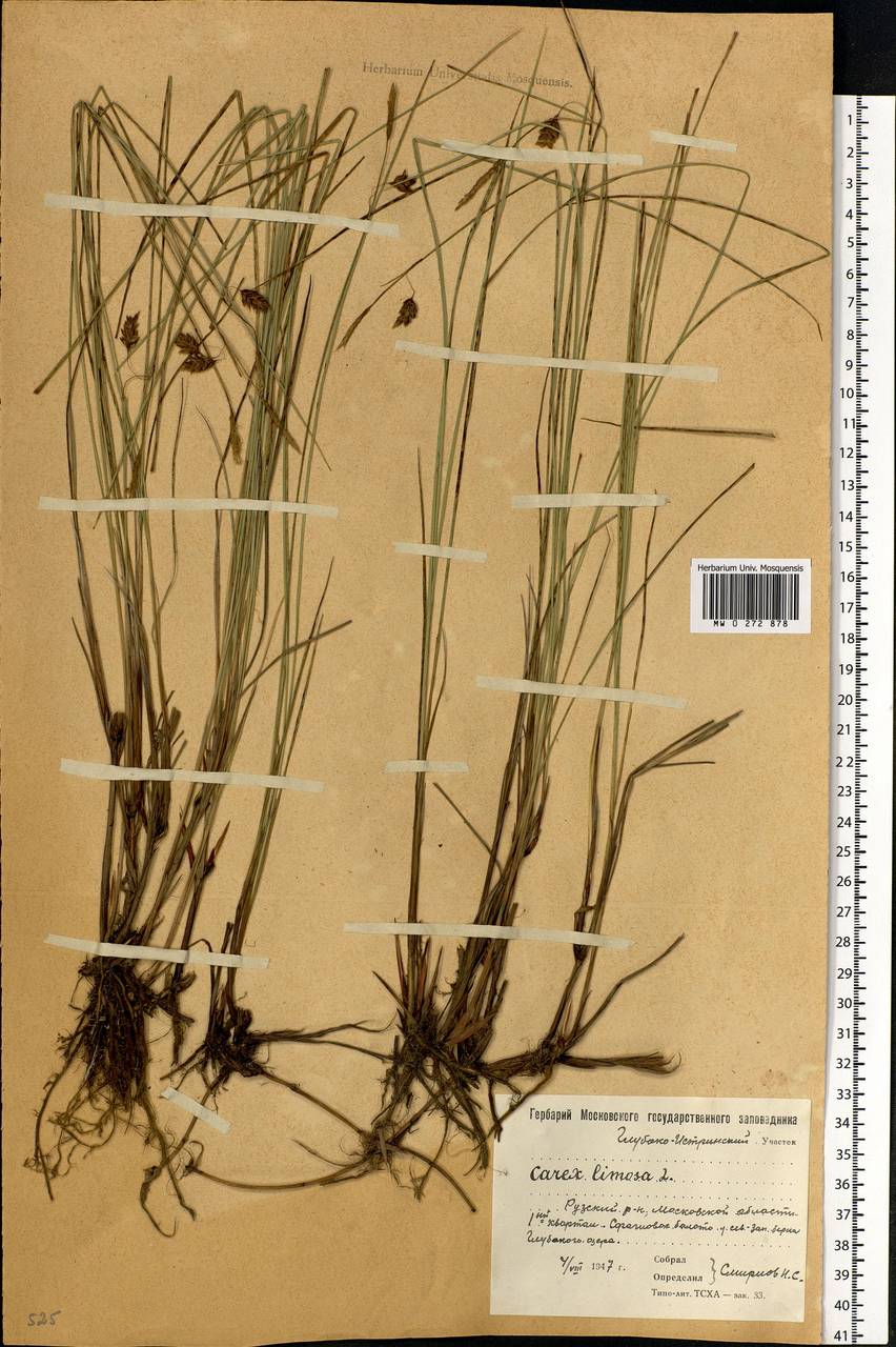 Carex limosa L., Eastern Europe, Moscow region (E4a) (Russia)