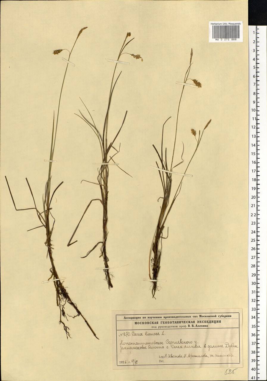 Carex limosa L., Eastern Europe, Moscow region (E4a) (Russia)