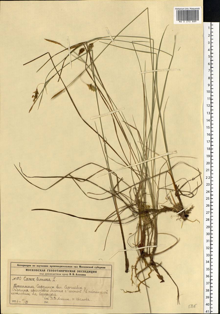 Carex limosa L., Eastern Europe, Moscow region (E4a) (Russia)
