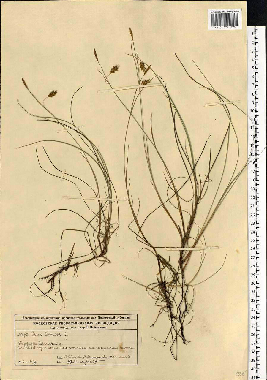 Carex limosa L., Eastern Europe, Moscow region (E4a) (Russia)