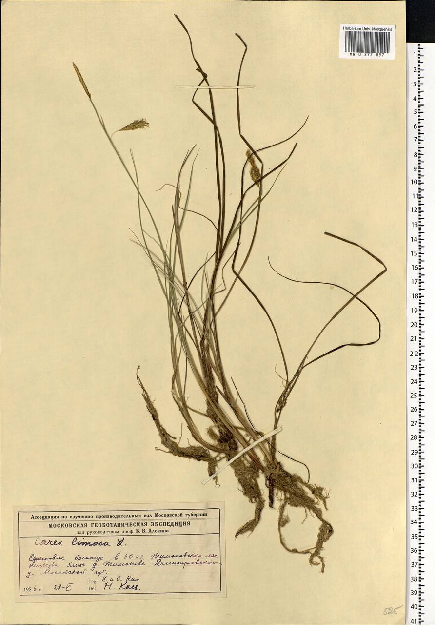 Carex limosa L., Eastern Europe, Moscow region (E4a) (Russia)