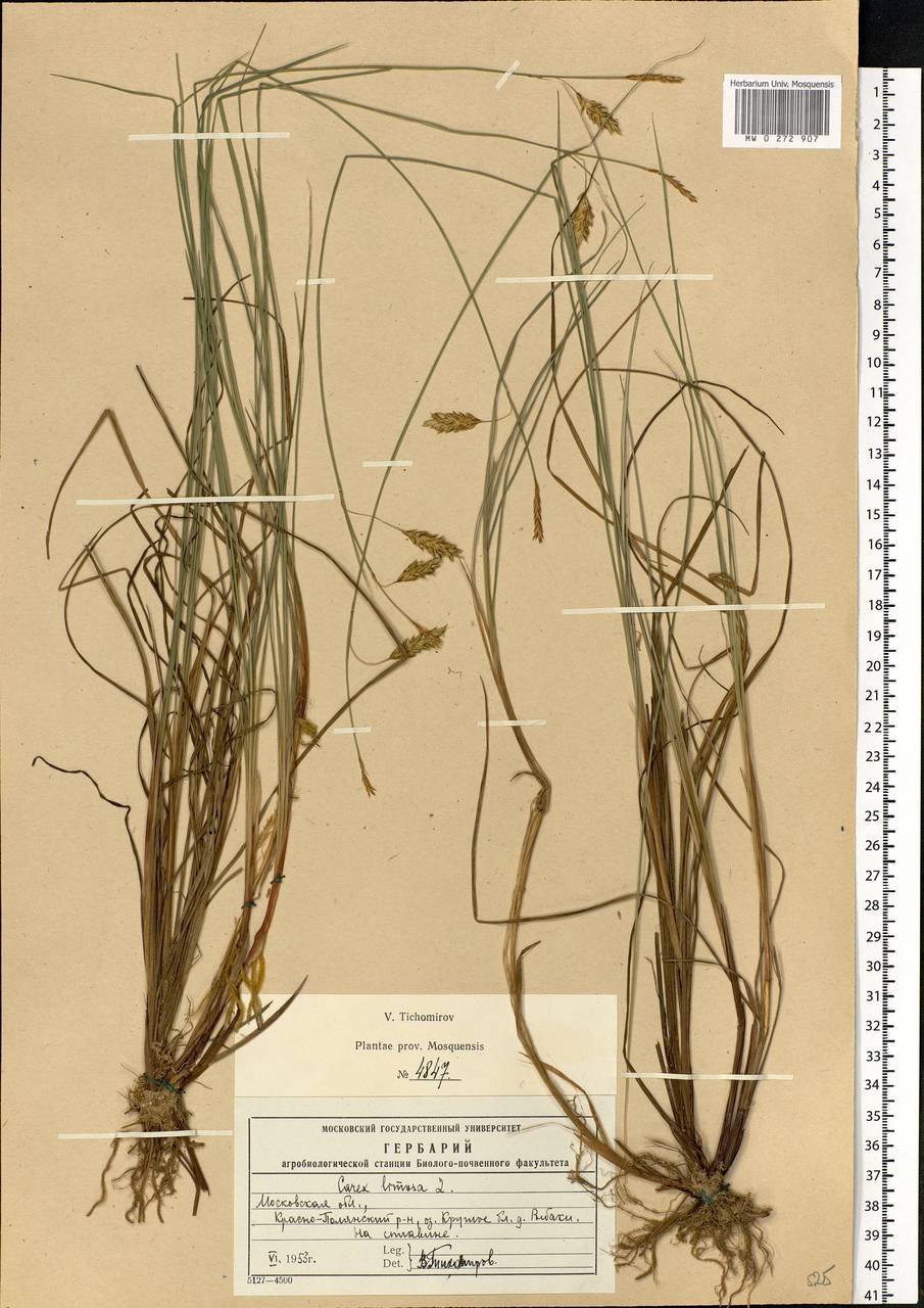 Carex limosa L., Eastern Europe, Moscow region (E4a) (Russia)