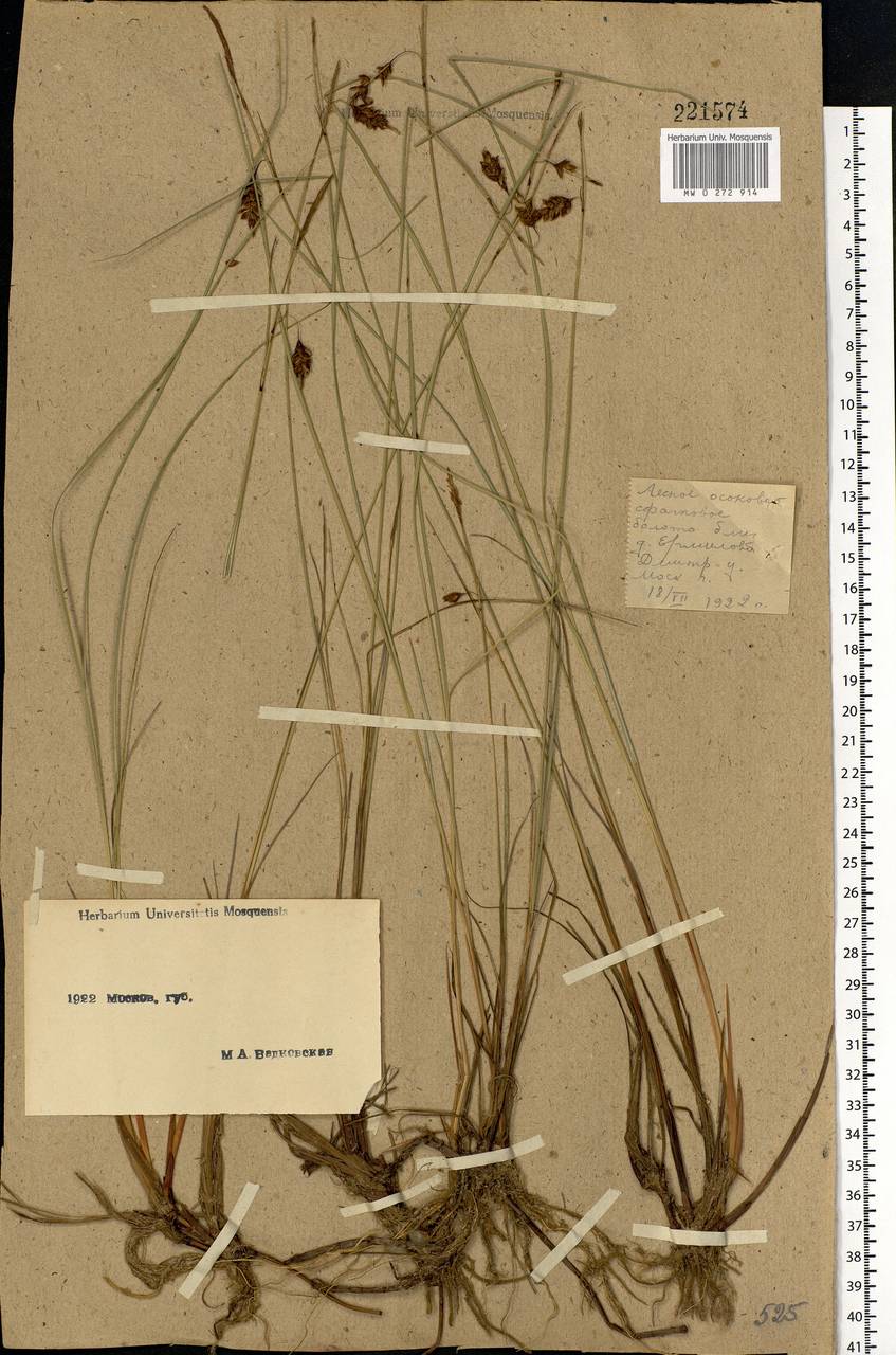 Carex limosa L., Eastern Europe, Moscow region (E4a) (Russia)