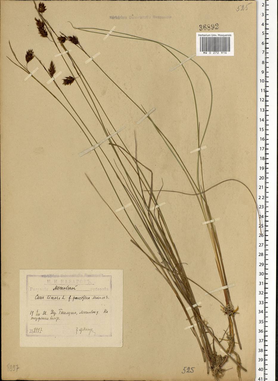 Carex limosa L., Eastern Europe, Moscow region (E4a) (Russia)