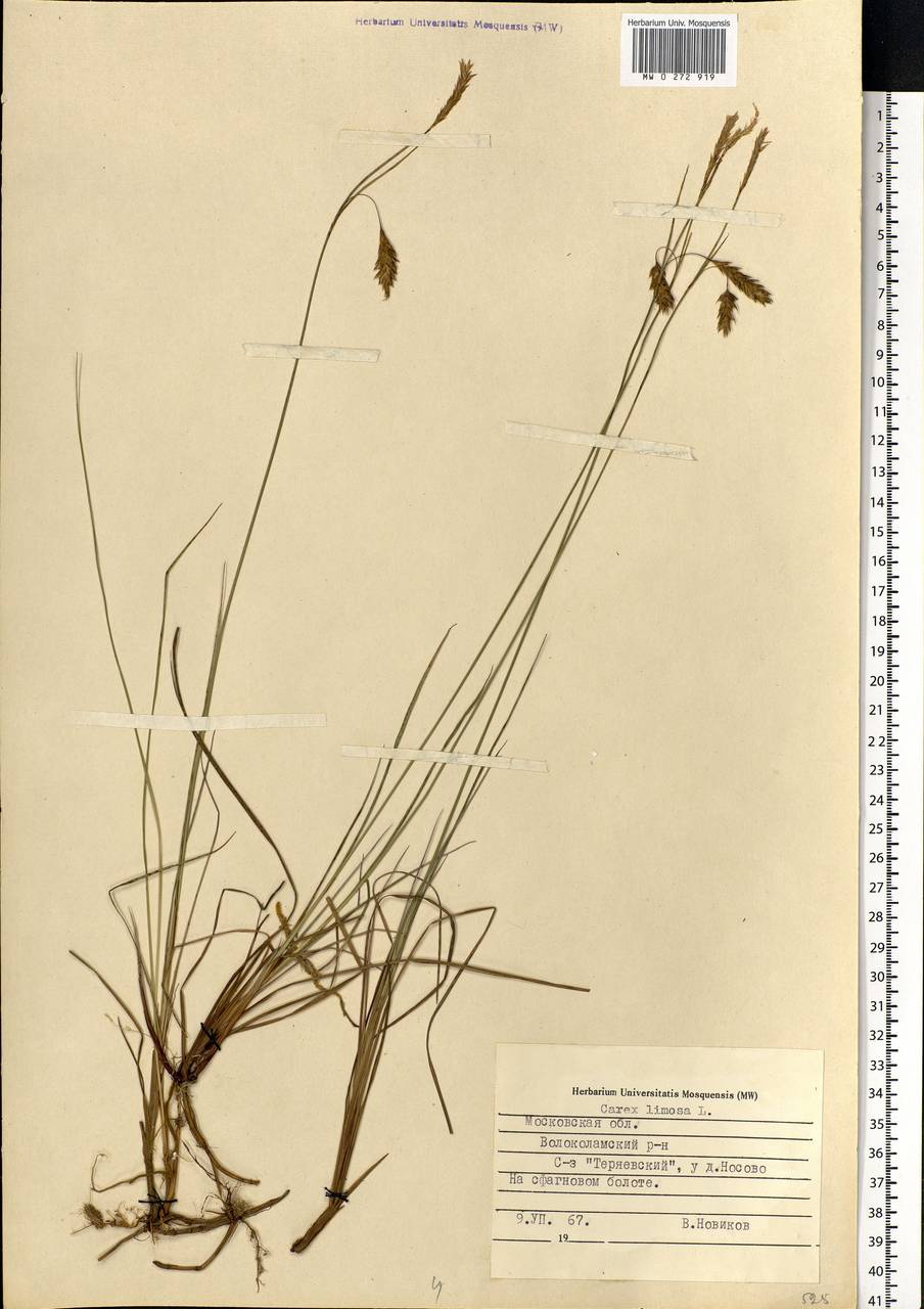 Carex limosa L., Eastern Europe, Moscow region (E4a) (Russia)