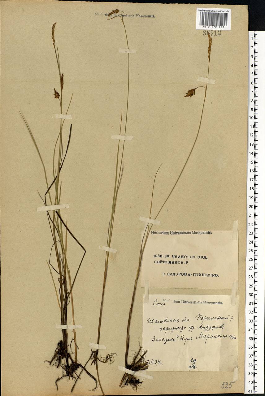 Carex limosa L., Eastern Europe, Central forest region (E5) (Russia)