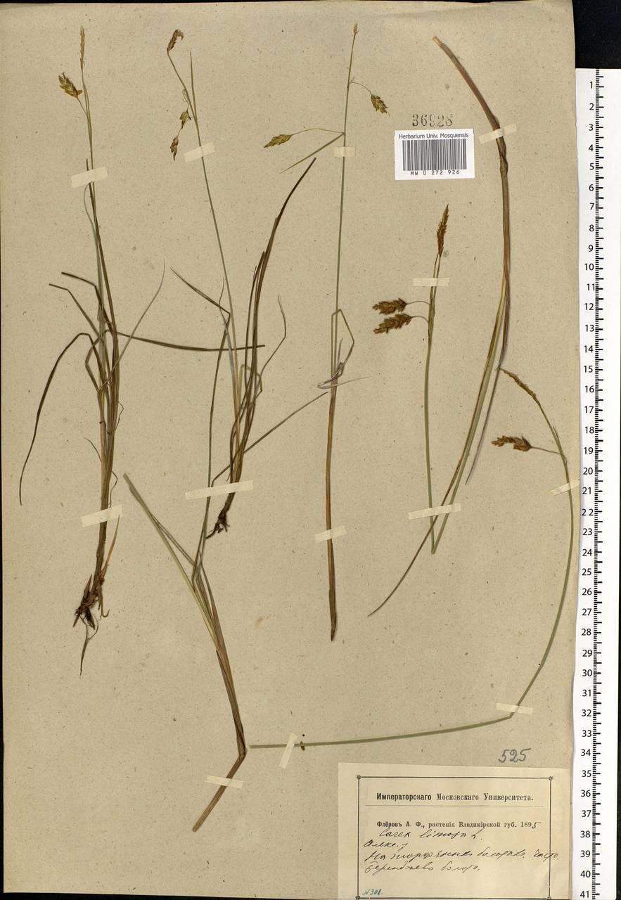 Carex limosa L., Eastern Europe, Central forest region (E5) (Russia)