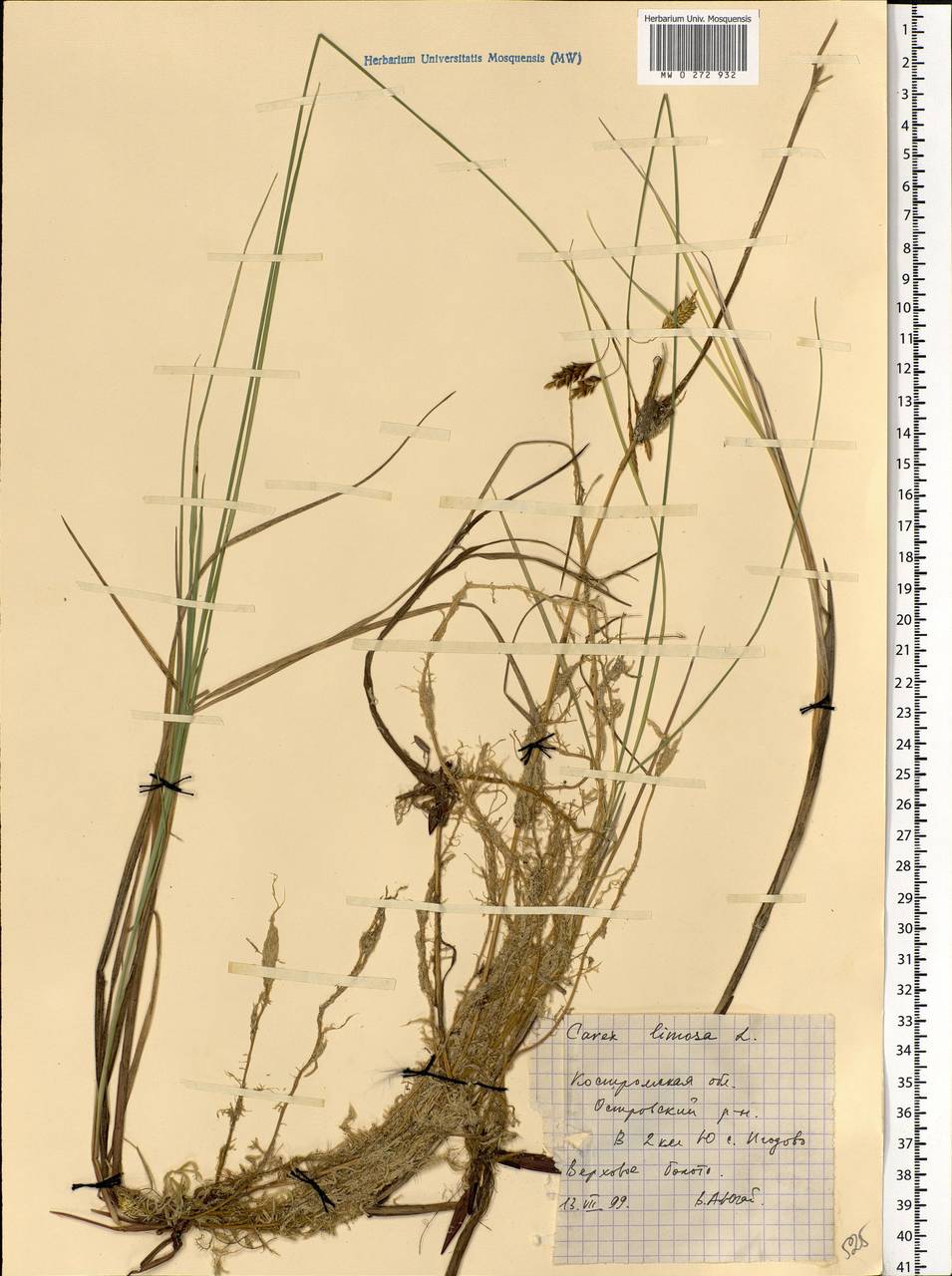 Carex limosa L., Eastern Europe, Central forest region (E5) (Russia)