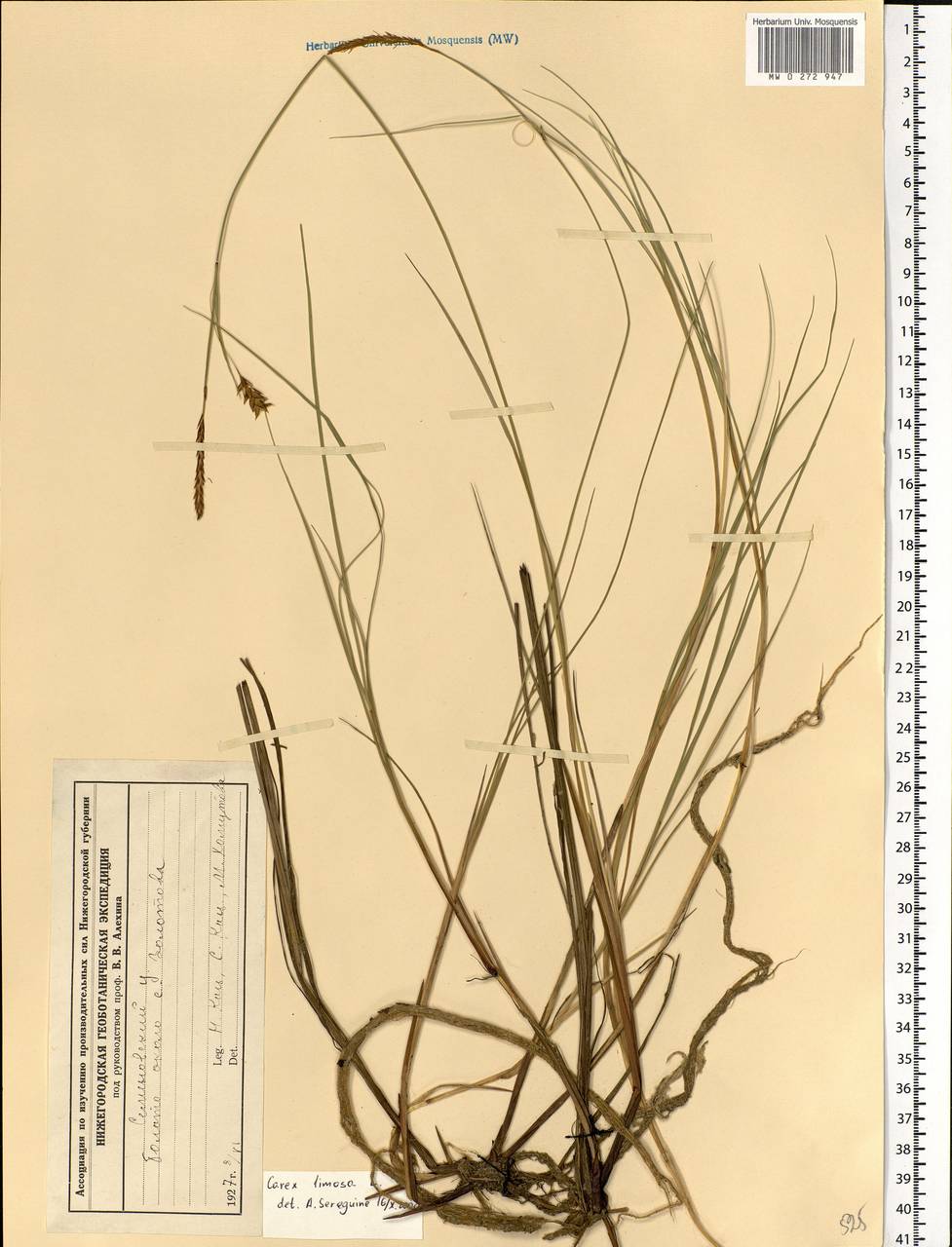 Carex limosa L., Eastern Europe, Volga-Kama region (E7) (Russia)
