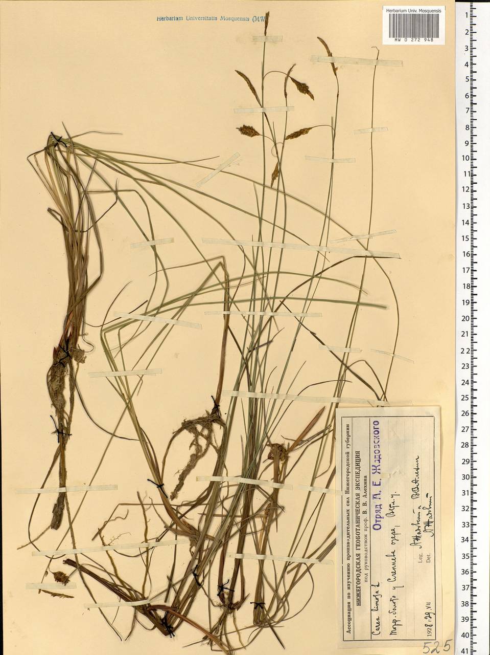 Carex limosa L., Eastern Europe, Volga-Kama region (E7) (Russia)